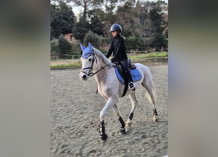 Hispano arabe, Hongre, 9 Ans, 162 cm, Gris