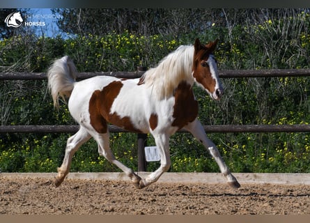 Hispano arabe Croisé, Jument, 12 Ans, 154 cm, Pinto