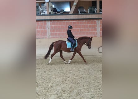 Hispano arabe, Jument, 14 Ans, 159 cm, Alezan