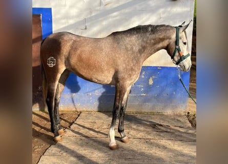 Hispano arabe, Jument, 3 Ans, 168 cm, Gris
