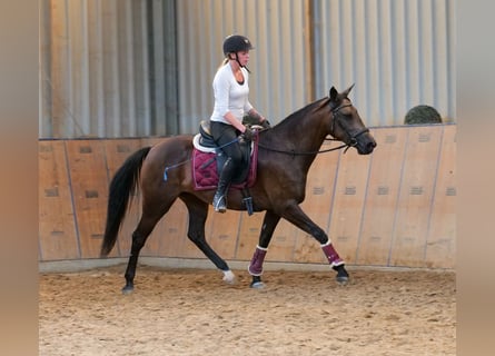 Hispano arabe Croisé, Jument, 6 Ans, Buckskin