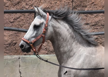 Hispano arabe, Jument, 7 Ans, 153 cm, Gris