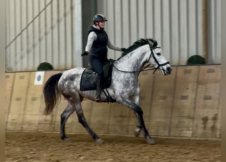 Hispano arabe, Jument, 7 Ans, 155 cm