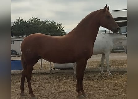 Hispano arabe, Jument, 8 Ans, 159 cm, Alezan