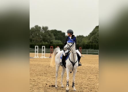 Hispano arabe, Jument, 8 Ans, 161 cm, Gris