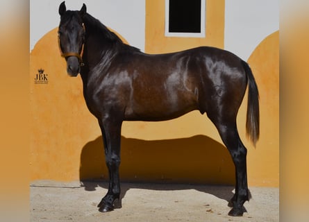 Hispano árabe Mestizo, Semental, 3 años, 157 cm, Tordo