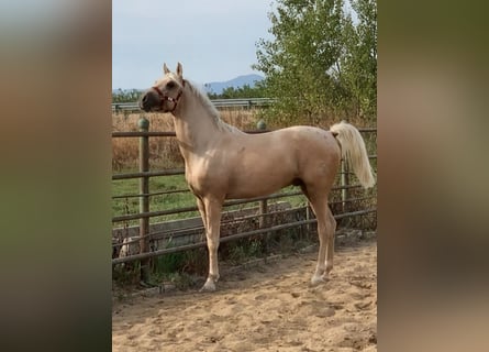 Hispano árabe, Semental, 3 años, 164 cm, Palomino