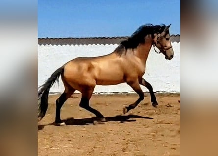 Hispano árabe, Semental, 4 años, 156 cm, Buckskin/Bayo