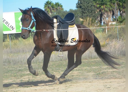 Hispano árabe, Semental, 5 años, 156 cm, Castaño