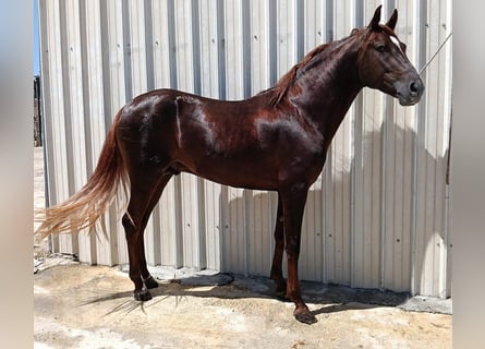 Hispano Araber Mix, Hengst, 2 Jahre, 154 cm, Dunkelfuchs