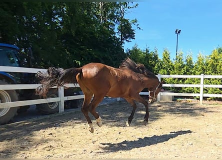 Hispano Araber, Hengst, 2 Jahre, 158 cm, Brauner