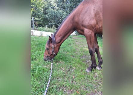 Hispano Araber, Hengst, 2 Jahre, 160 cm, Brauner