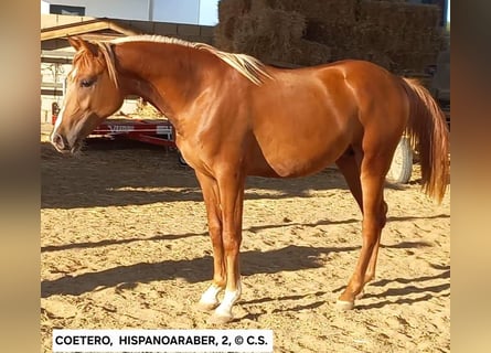 Hispano Araber, Hengst, 3 Jahre, 150 cm
