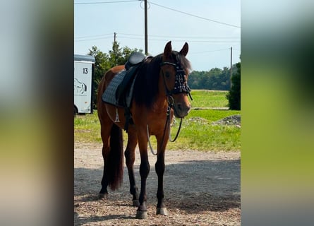 Hispano Araber, Hengst, 4 Jahre, 155 cm, Dunkelfuchs