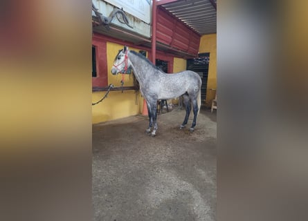 Hispano Araber, Hengst, 4 Jahre, 158 cm, Rappschimmel