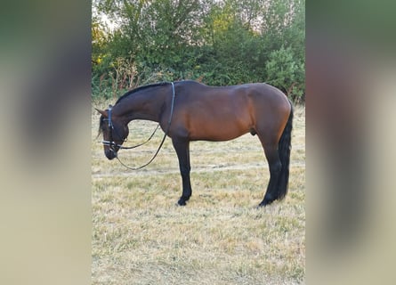 Hispano Araber Mix, Hengst, 4 Jahre, 160 cm, Brauner