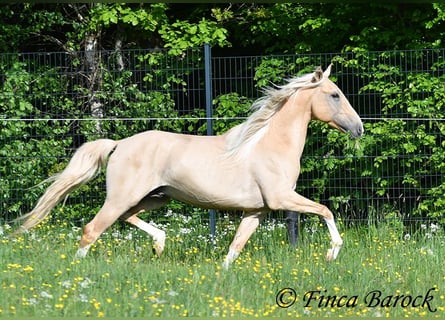 Hispano Araber, Hengst, 5 Jahre, 156 cm, Palomino
