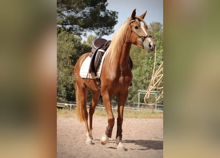 Hispano Araber, Stute, 3 Jahre, 159 cm, Fuchs