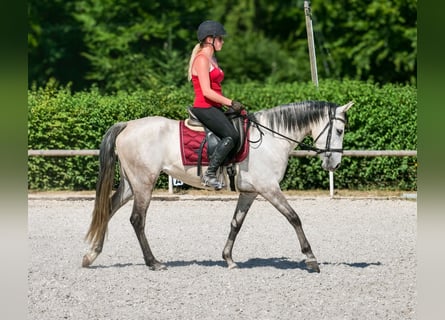 Hispano Araber Mix, Stute, 4 Jahre, 150 cm, Schimmel
