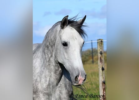 Hispano Araber, Stute, 5 Jahre, 160 cm, Schimmel