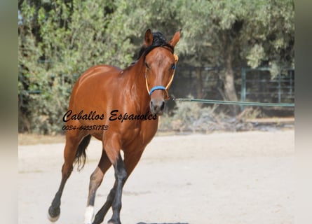 Hispano Araber, Stute, 6 Jahre, 160 cm, Brauner