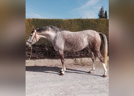 Hispano Araber, Stute, 6 Jahre, 161 cm, Schimmel