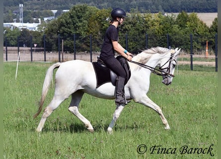 Hispano Araber, Stute, 7 Jahre, 150 cm, Schimmel