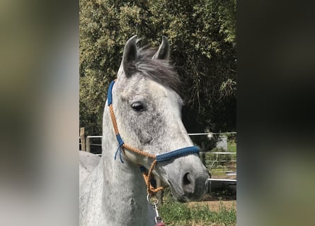 Hispano Araber, Stute, 9 Jahre, 151 cm, Schimmel