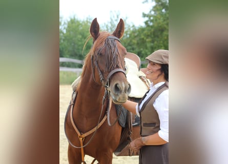 Hispano Araber, Stute, 9 Jahre, 155 cm, Fuchs