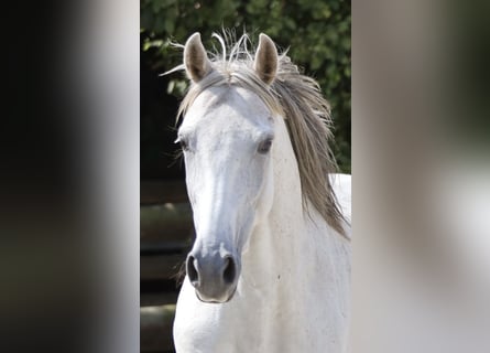 Hispano Araber, Stute, 9 Jahre, 163 cm, Schimmel