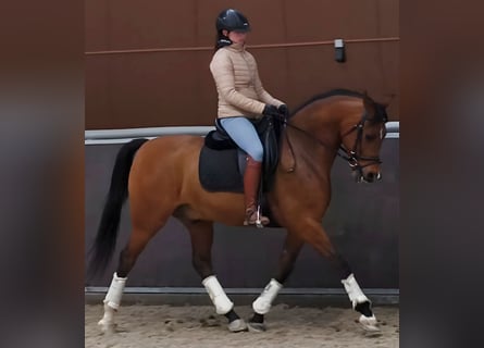 Hispano Araber, Wallach, 11 Jahre, 159 cm, Brauner