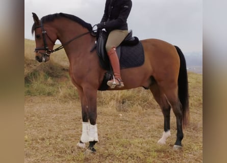 Hispano Araber, Wallach, 11 Jahre, 159 cm, Brauner