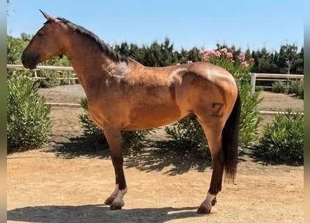 Hispano Araber Mix, Wallach, 11 Jahre, 163 cm, Buckskin