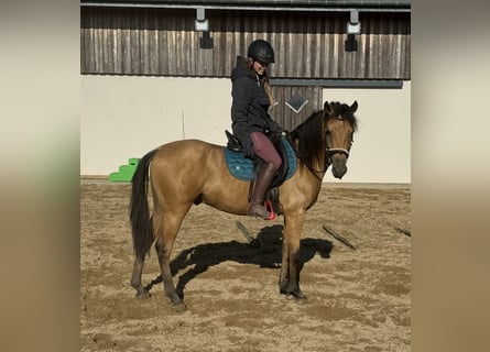 Hispano Araber, Wallach, 4 Jahre, 150 cm, Buckskin