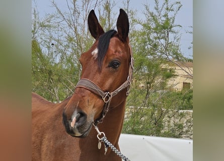 Hispano Araber, Wallach, 6 Jahre, 146 cm, Brauner