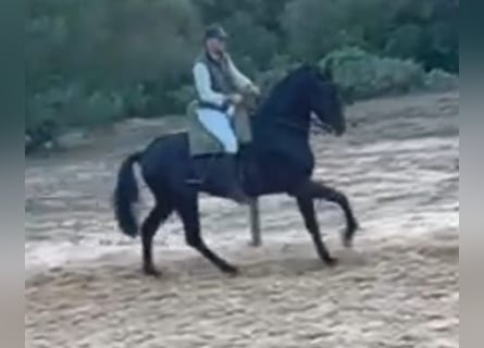 Hispano Araber, Wallach, 7 Jahre, 172 cm, Rappe