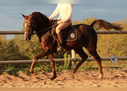 Hispano Araber, Wallach, 9 Jahre, 150 cm, Dunkelfuchs