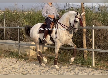 Hispano Arabian, Gelding, 10 years, 16 hh, Gray