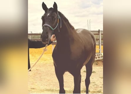 Hispano Arabian Mix, Gelding, 10 years, 16,1 hh, Black