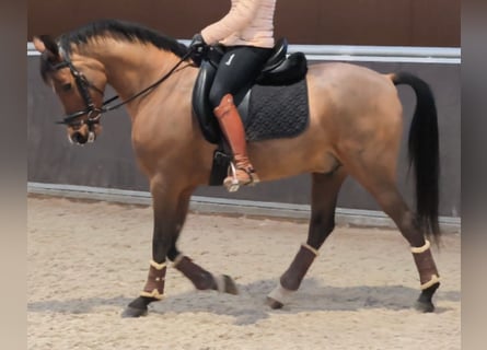 Hispano Arabian, Gelding, 11 years, 15,2 hh, Brown