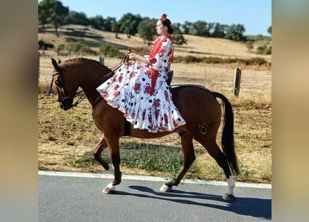Hispano Arabian, Gelding, 3 years, 15.1 hh, Brown