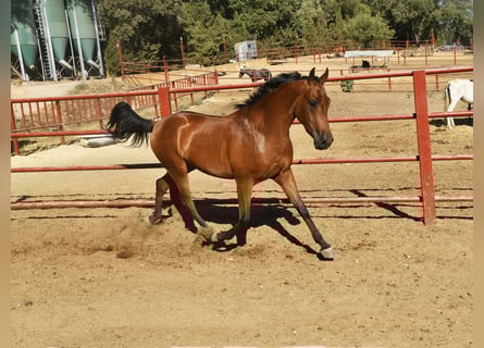 Hispano Arabian, Gelding, 3 years, 15.1 hh, Brown