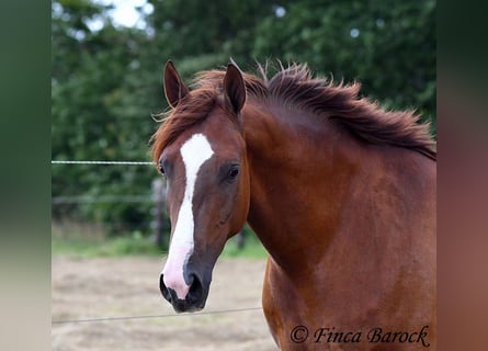 Hispano Arabian, Gelding, 3 years, 15.1 hh, Chestnut-Red