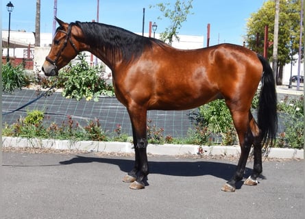 Hispano Arabian, Gelding, 5 years, 16 hh, Brown