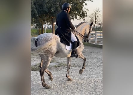 Hispano Arabian, Gelding, 6 years, 16 hh