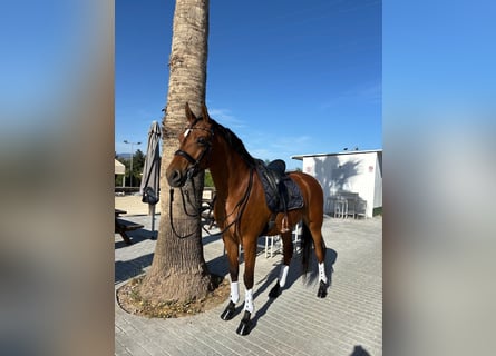 Hispano Arabian, Gelding, 7 years, 16 hh, Brown