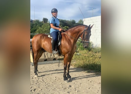 Hispano Araber, Wallach, 8 Jahre, 16 hh, Brauner