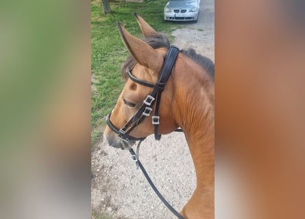 Hispano Arabian, Mare, 11 years, 15 hh, Brown