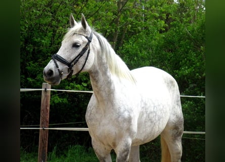 Hispano Arabian, Mare, 12 years, 15 hh, Gray-Dapple