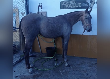 Hispano Arabian, Mare, 2 years, Gray-Red-Tan